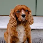 Archie