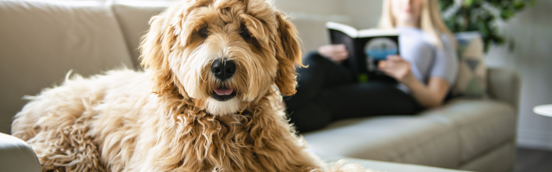 Can your landlord refuse pets - banner