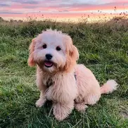 Levi the Cavapoo