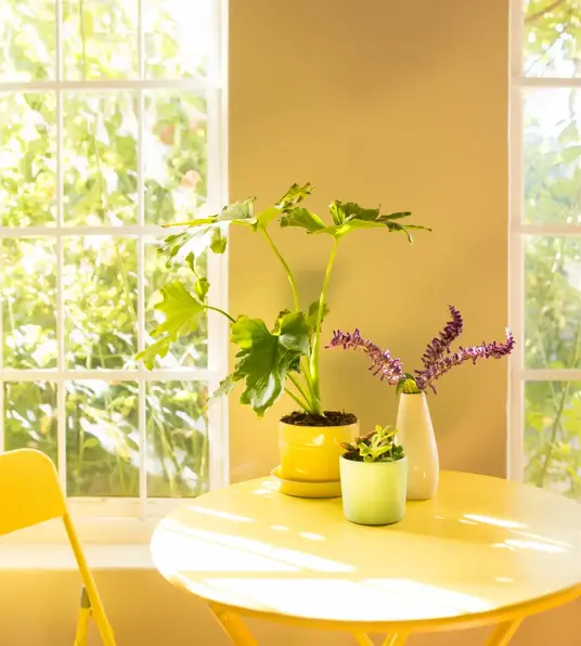 a yellow table with two potted plants on it